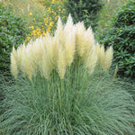 2 White Pampas Grass Plants Live, 5-9 Inch Tall, Ornamental Grass Live Plants for Outdoor Landscaping