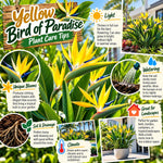 4 Yellow Bird of Paradise Plants Live, Tropical Houseplant, 4-8 Inch Tall