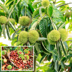 2 Chestnut Trees Bare Roots, Dormant, Hardy Chestnut Trees Seedlings 2-3 Feet, Outdoor Planting