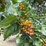 4 Pistache Tree Seedlings, 1–2 Ft Live Shade Trees, Hardy Landscape Trees for Outdoor Planting