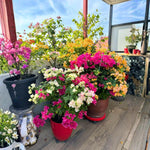 2 Bougainvillea Live Plants, Tropical Bougainvillea Flowering Vine, Fast Growing Outdoor and Container Plant, 4-8'' Tall (Mix Colors)