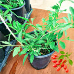 Goji Berry Plant Live, 5-9 Inches Tall, No Pot, Cold Hardy Goji Berries Fruit Plant for Home Garden