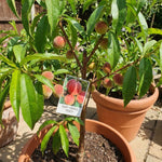 Ruby Peach Tree Live Plant, Tropical Fruit Tree, 1-2 Ft Tall
