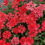 Set 2 Verbena Live Plants, Perennial Verbena Flowers, Long-Lasting, Hardy Flowering Plant for Planting (Red)