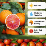 Blood Orange Tree Plant, Citrus Fruit Tree in 1 Gallon Pot, Sweet Red Orange Plants Potted, Patio Outdoor Garden Citrus Fruits Plant