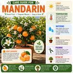 Live Clementine Mandarin Citrus Tree, Tangerine Sweet Fruit Plant in Gallon Pot, Citrus Tree for Outdoor Patio or Backyard Growing