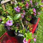 2 Purple Blue Mandevilla Plants Live 4–7" Tall, Live Mandevilla Flowering Tropical Vines for Patio, Containers and Backyard Landscaping