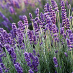 2 Fragrant Lavender Plants Live, Easy Care Decorative Lavender for Indoor Outdoor Gardens, 4-7 Inch Tall