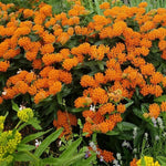 2 Orange Milkweed Plants Live Starter Size, 5-9" in Tall, Outdoor Planting, Spring Blooms, Cold Hardy, Perennial