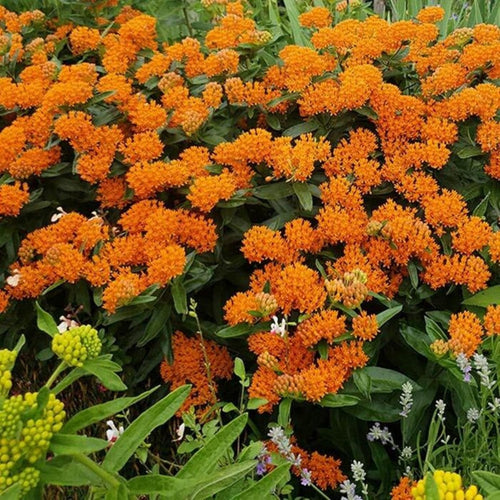 2 Orange Milkweed Plants Live Starter Size, 5-9" in Tall, Outdoor Planting, Spring Blooms, Cold Hardy, Perennial