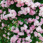 Climbing Roses Live Plants, Rose Bushes Ready to Planting, No Pot, Cut Back, Well Rooted, 6-8 Months Old (New Dawn)