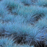 2 Blue Fescue Grass Plants Live for Spring Planting, Size 5-9" in Tall, Oranamental Grass for Outdoor Indoor
