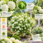 Hardy Snowball Viburnum Live Plant, Garden Bush, 8-10 Inch Tall