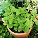 3 Lemon Balm Plants Live 4-7'' Tall, Lemon-Scented Herb for Growing Outdoor, Easy Care, Zones 4–9