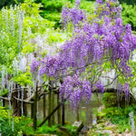 Purple Wisteria Tree Live Plant, Fragrant Flowering Vine in 2.5'' Pot, Blooming Wisteria Tree fot Container and Garden Growing