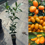 Live Kumquat Tree, 2-3Ft Tall Fruit Plant in 1 Gallon Pot, Edible Kumquat Citrus Fruit Tree for Patio and Garden Growing