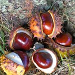 2 Chestnut Trees Bare Roots 2–3 Feet, Hardy Nut Tree Starter, Outdoor Orchard and Landscape Tree