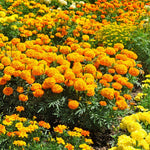 Orange Marigolds Live Plant, Marigold Plant Live, 6 to 8 Inc Tall, Yellow Blooms Spring Flower Plant