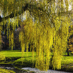 Set 2 Willow Plants Live Bare Root 1-2 Feet Tall, Dormant Willow Live Plants for Outdoor Garden Landscaping (Weeping Willow)