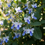 Random Clerodendrum Live Plant 4-7 Inches, Chain of Glory Light Bulb Flowering Shrub Starter Plant for Indoor Outdoor Garden