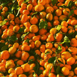 Live Clementine Mandarin Citrus Tree, Tangerine Sweet Fruit Plant in Gallon Pot, Citrus Tree for Outdoor Patio or Backyard Growing