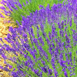 Pack 4 Phenominal Live Lavender Plants for Outside, Blue Purple Lavender Plants No Pot, 5-7" Tall Gardening Indoor Outdoor Spring Planting