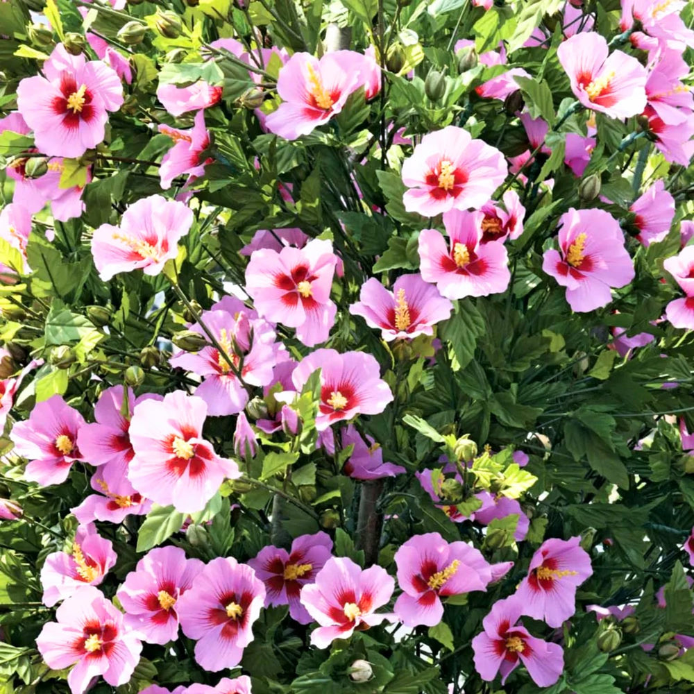 2 Althea Rose of Sharon Hibiscus Shrubs Live Seedlings, Bareroots 1 to 2 Feet Tall, Hardy Perennial Flowering Bushes for Garden (Pink)