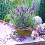 2 Purple Fragrant Lavender Plants 4-7 Inches, Fully Rooted, Random Lavender Herb Plants, Container and Garden Growing