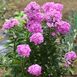 Random Upright Phlox Plant 4–7 Inches, Live Flowering Garden Plants, Hardy Perennial Phlox Flowers for Outdoor Garden