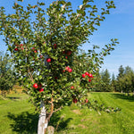 Live Honeycrisp Apple Tree, 2-3ft Tall