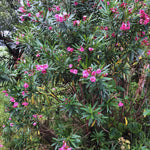 3 Oleander Plants, Pink Oleander Plants from 4 to 6 Inches Long, Oleander Well Rooted