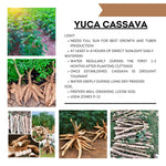 Set of 5 Yuca Cassava Cuttings, 6-8 Inches Tall, Sweet Manihot Stems Live Plant Cuttings for Planting