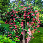Red Honeysuckle Plant Live, 5-9" Tall, Fragrant Honeysuckle Vine Live Plant, Vibrant Flowers