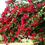 2 Bougainvillea Live Plants, Tropical Bougainvillea Flowering Vine, Fast Growing Outdoor and Container Plant, 4-8'' Tall (Doubel Red Blooms)
