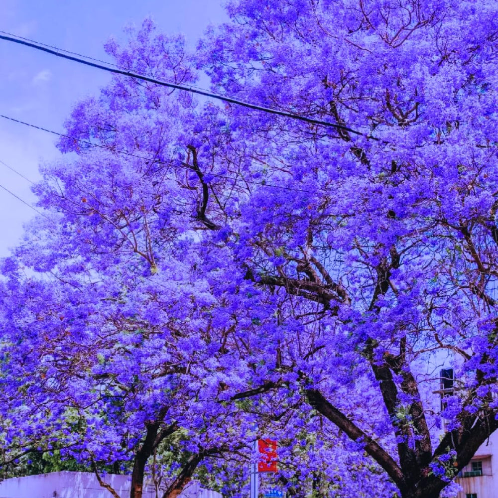 Purple Blue Jacaranda Tree Live Plant, Starter Size 6-12 Inc in Tall in 4" Pot, Vibrant Bloom, Royal Poinciana Flamboyant Like