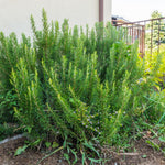 Set of 2 Live Rosemary Plants, Rosemary Herb in 4 Inch Pots for Indoor or Outdoor Growing
