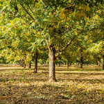 Set 4 Pecan Trees Plants Lives Bare Roots, Hardy Nut Tree, 1 to 2 Feet Tall, Pecan Bare Roots, No Leaves, No Pot
