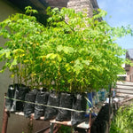 Moringa Tree in 4" Pot, Moringa Live Plants, 6-10'' Tall, Oleifera Drumstick Horseradish Ready to Grow Outdoor, No CA, Full Sun