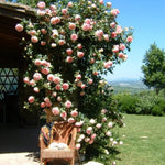 Fragrant Climbing Rose Live Plant, Well Rooted 5-9" Tall, No Leaf, Indoor Outdoor Climber, Rose Bush, Hybrid Tea Rose Like (Pink Salmon Color)