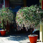 Clerodendrum Light Wallichii Live Plant Smithianum, Trailing Light Bulb Flower, Well-Rooted 5-9 Inch Tall, Chain of Glory Vine