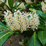 2 Cherry Laurel Shrubs Bare Roots, Hardy Shrubs for Hedges and Landscaping, Winter Dormant