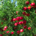 Sweet Pomegranate Plant Live in 4'' Pot, 6 Months-Old Red Pomegranate Tree for Container and Garden Growing