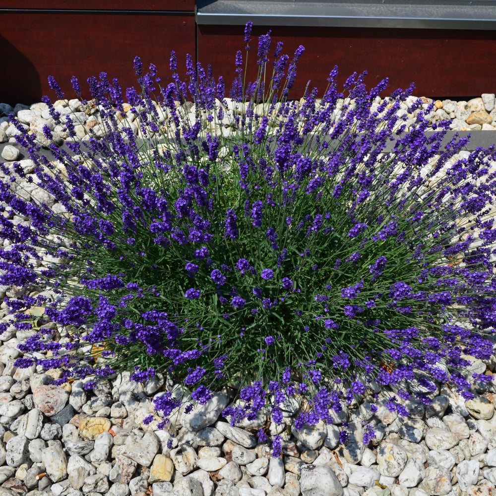 Pack 2 Lavender Live Plants 4-8 Inches, Hardy Fragrant Perennial Outdoor Herb Plant (Phenomenal Lavender)
