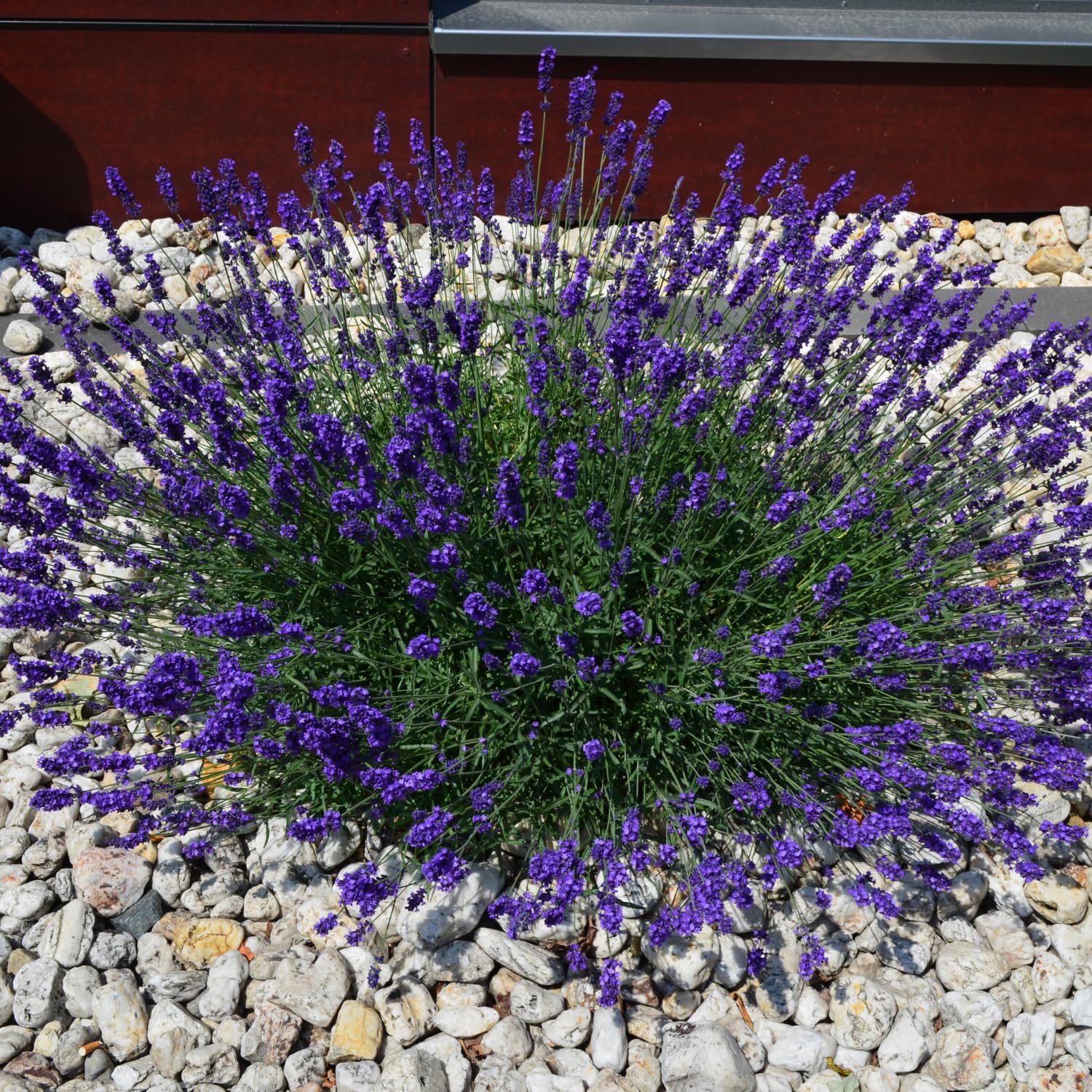 Pack 2 Lavender Live Plants 4-8 Inches, Hardy Fragrant Perennial Outdoor Herb Plant (Phenomenal Lavender)