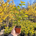 1 Pot Yellow Witch Hazel Tree Plant Live, Patio Shrub, 6-12" Tall