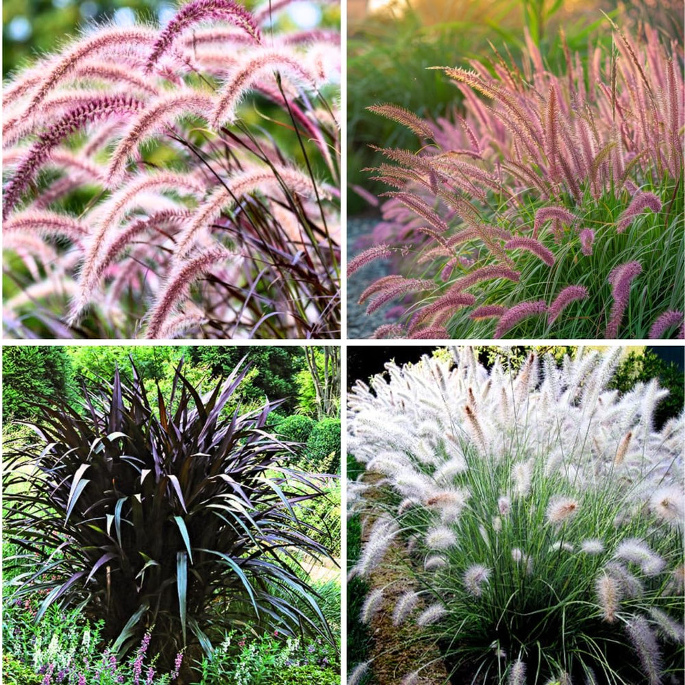 2 Fountain Grass Plants Live, 5-9 Inch Tall Ornamental Grass Live Plants for Landscaping and Garden Borders (Mixed Fountain Grass)