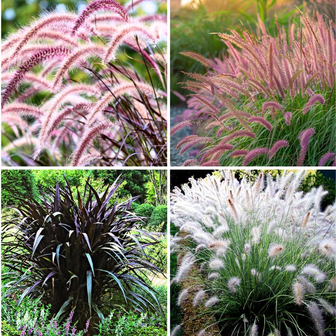 2 Fountain Grass Plants Live, 5-9 Inch Tall Ornamental Grass Live Plants for Landscaping and Garden Borders (Mixed Fountain Grass)