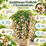 3 Wallichii Smithianum Bleeding Heart Live Plants, 5-10 Inch Tall