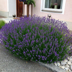 2 Phenomenal Lavender Plants 4–7" Tall, Fragrant Lavender Flowering Garden Plants for Patio, Containers and Backyard Landscaping