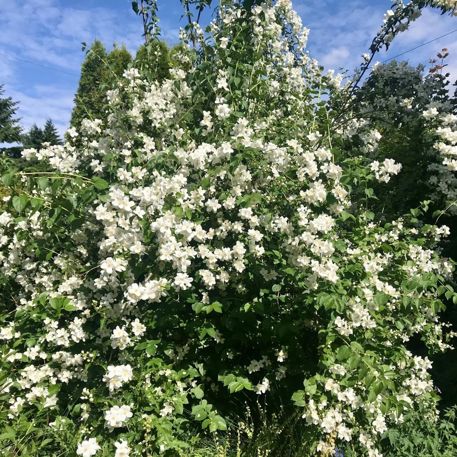 Mock Orange Shrub in Quart Pot, 6-12 Inches Tall, Fragrant Flowering Shrub, Easy Grow Garden Plants